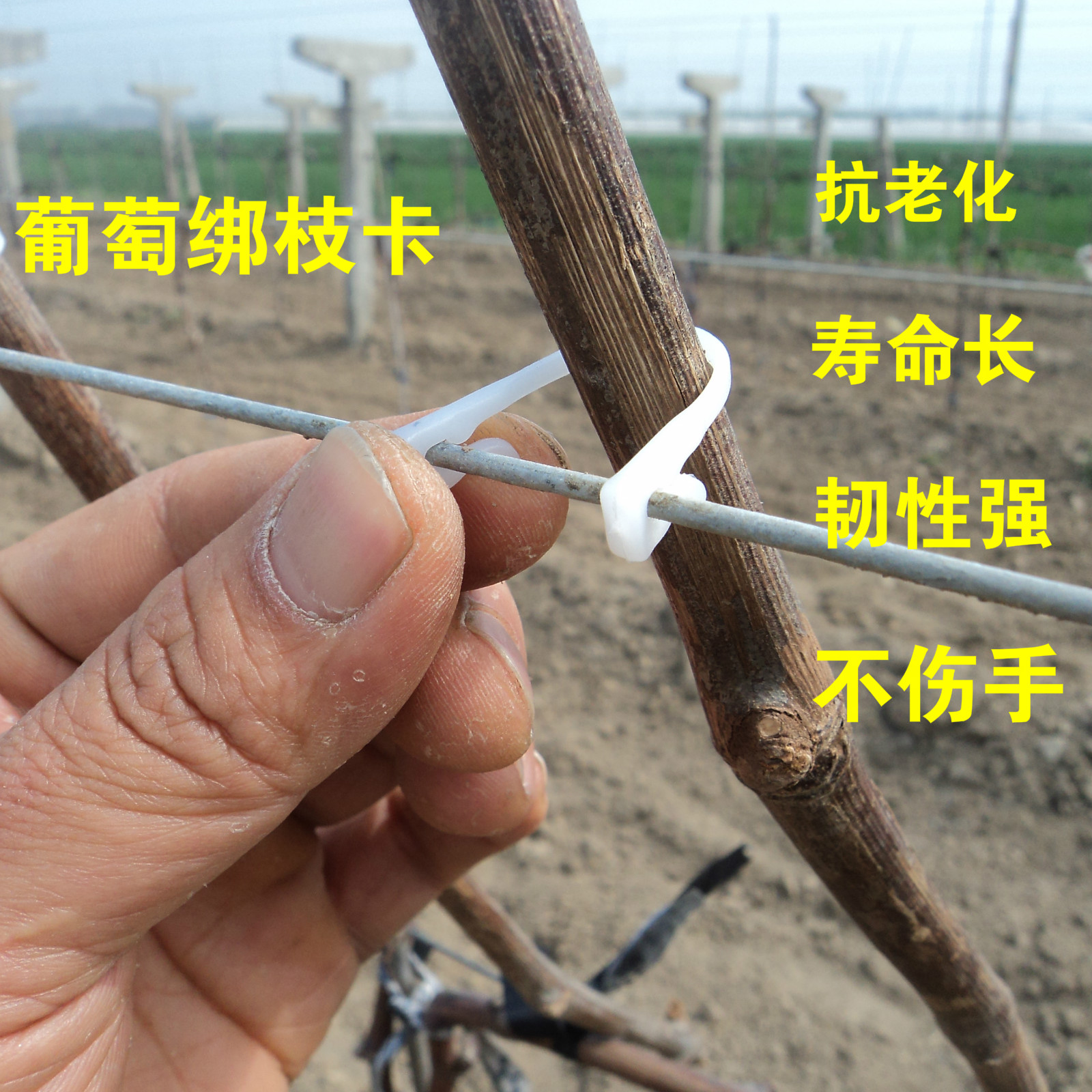 葡萄绑枝卡扣 葡萄卡子猕猴桃葡萄枝条卡扣葡萄卡扣 葡萄枝条卡子在类目 鲜花速递/花卉仿真/绿植园艺, 园艺用品, 其它园艺用品中 - 来自Buy2taobao.com提供专业的淘宝代购服务