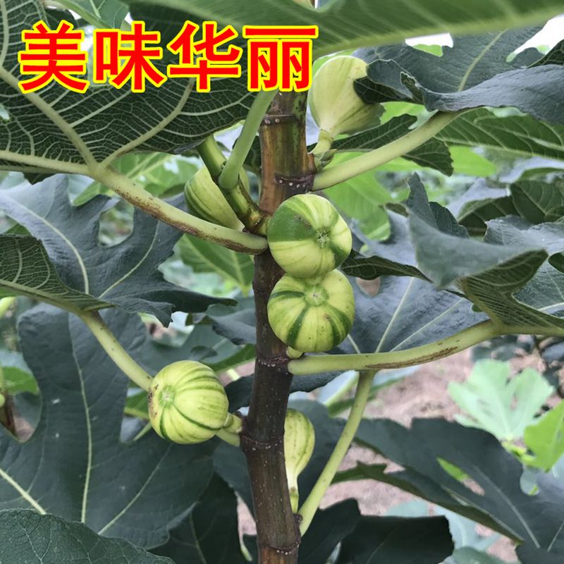 浪群美味华丽盆栽家庭阳台盆栽庭院植物当年结果四季特大果树苗|msdalam kategori penghantaran bunga/bunga simulasi/tumbuhan berkebun, 花园植物/行道树/果树, 果树 - dari Buy2taobao.com untuk memberikan perkhidmatan ejen Taobao profesional membeli