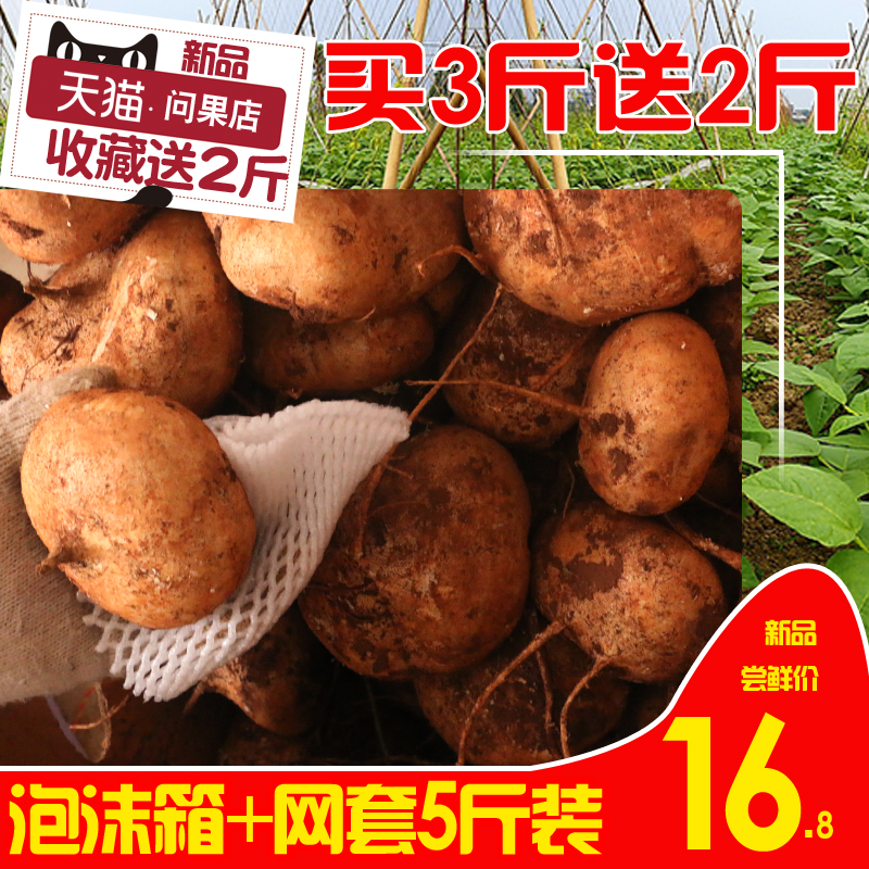 fresh Cold potato radish White potatoes Turnips Land Day GE potato Clay Sweet potato Yunnan Guizhou Hubeiin the Aquatic meat/Fresh fruits and vegetables/Cooked , Fresh fruit , Other category - from Buy2taobao.com to provide professional Taobao agent buy service