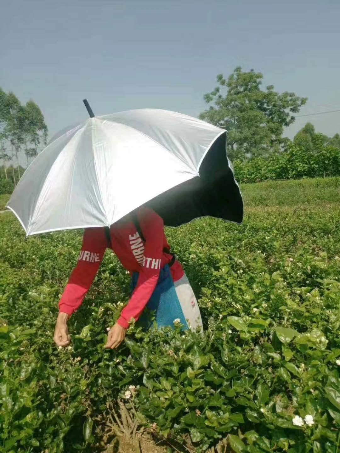 茉莉方便摘茶叶可背式折叠遮光结实雨伞户外太阳伞摘茶叶垂钓防雨在类目 居家日用, 伞/雨具/防雨/防潮, 伞中 - 来自Buy2taobao.com提供专业的淘宝代购服务