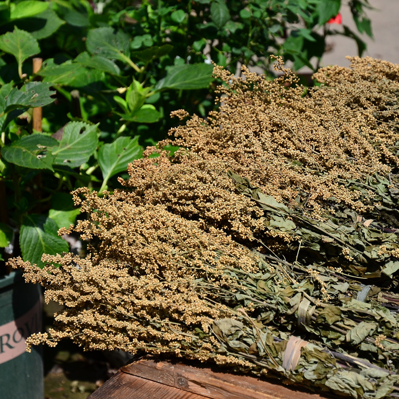 高山野生六月霜茶 2018新货 防中暑解暑热花草凉茶500克干品包邮在类目 传统滋补营养品, 药食同源食品, 其他药食同源食品中 - 来自Buy2taobao.com提供专业的淘宝代购服务