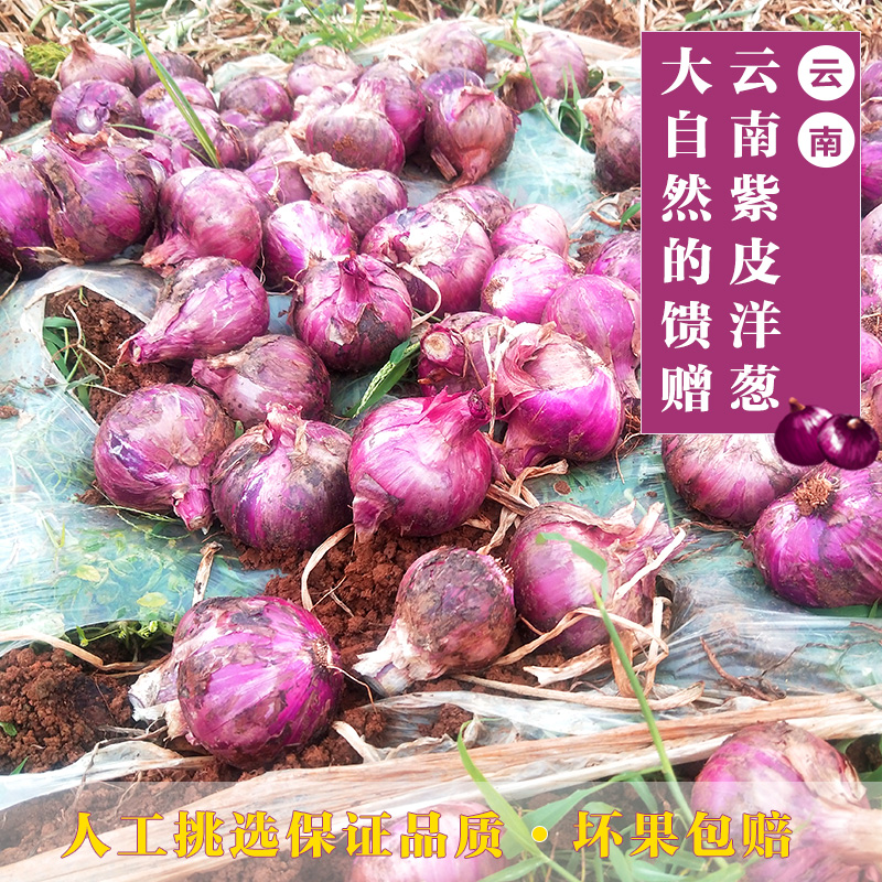 云南建水新鲜紫皮小洋葱8斤包邮 现挖葱头圆葱时令蔬菜非大白洋葱在类目 水产肉类/新鲜蔬果/熟食, 新鲜蔬菜/蔬菜制品, 新鲜蔬菜, 其它中 - 来自Buy2taobao.com提供专业的淘宝代购服务