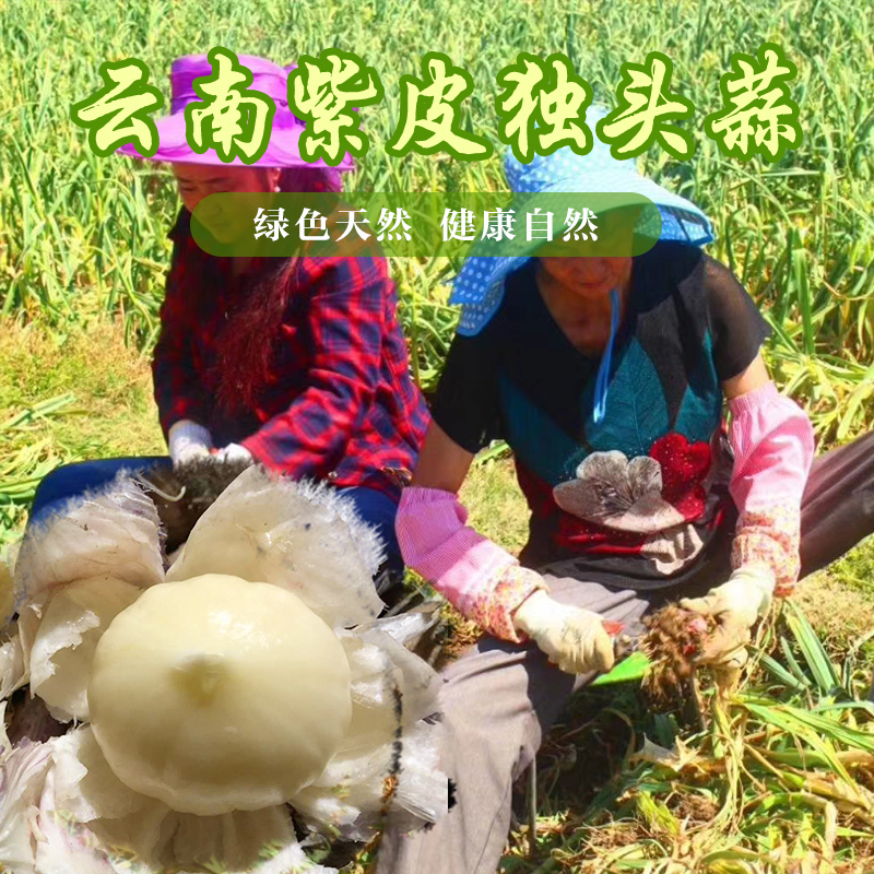 云南高原新鲜现挖紫皮独头蒜5斤包邮 农家自种红皮独蒜非多瓣三瓣|ruв категории водной мясо/свежие фрукты и овощи/еда, свежие овощи/овощной продукции, чеснок - от Buy2taobao.com для оказания профессиональной услуги покупки агента Taobao