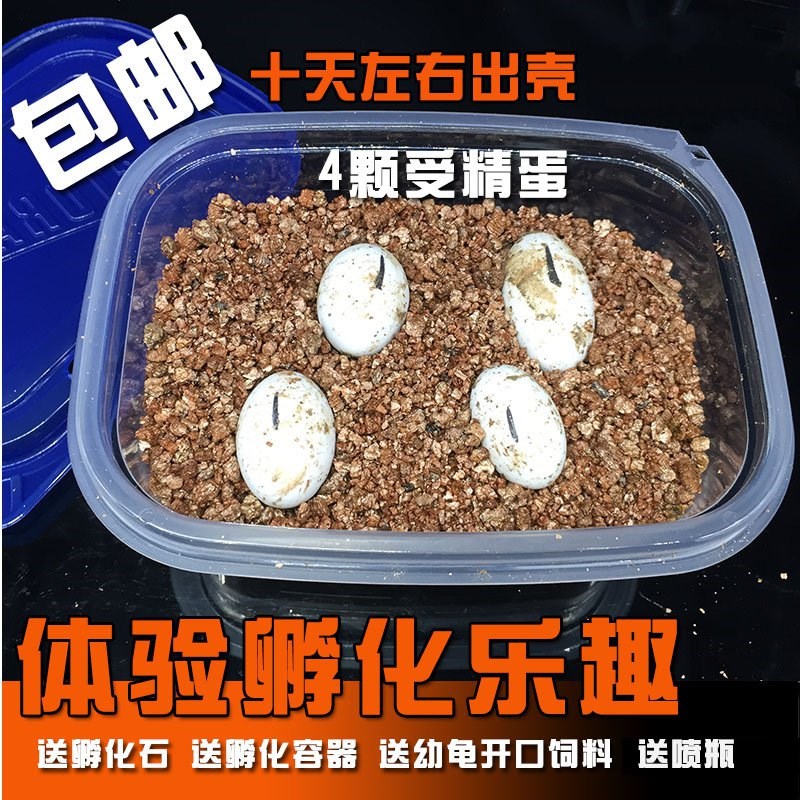 受精卵陸龜寶寶機小寵小型烏龜蛋可孵化活體兒童孵化器家巴西在類目 寵物/寵物食品及用品, 水族世界, 龜/鱉中 - 來自Buy2taobao.com提供專業的淘寶代購服務