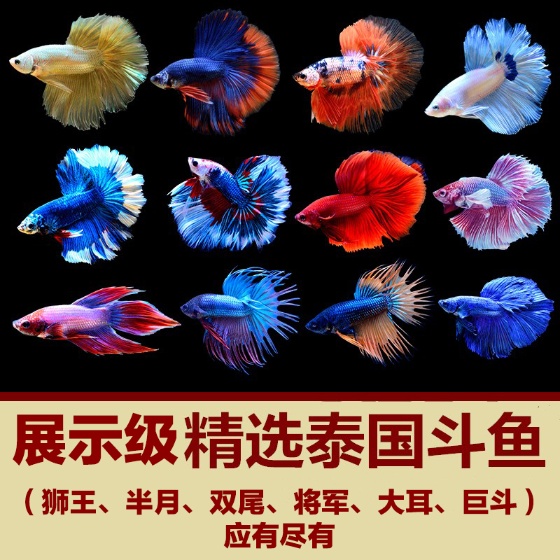 Thailand Half Betta video Boutique Exhibition Race Class Half Imported Watch Tropical Fish living thingin the Pet/Pet food and supplies , Aqua World , Fish category - from Buy2taobao.com to provide professional Taobao agent buy service