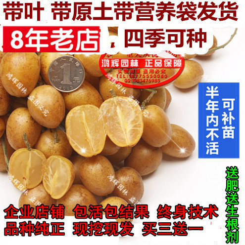 良种大鸡心黄皮出世甜郁南无核黄皮苗嫁接水果苗当年结果四季易种|ruв категории доставка цветов/цветок моделирования/растения садоводства, садовое растение/даосское дерево/фруктовых деревьев, фруктовых деревьев - от Buy2taobao.com для оказания профессиональной услуги покупки агента Taobao