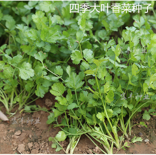 秋冬季蔬菜種子大葉香菜種子芫荽種子陽台種子四季播農家蔬菜種子在類目 農用物資, 種子/種苗, 蔬菜種子中 - 來自Buy2taobao.com提供專業的淘寶代購服務