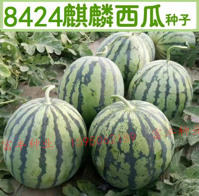 Zaojia 8424 Watermelon Seeds Kirin watermelon Seeds Precocious High yield Beijing Xin Large fruit greenhouse fruit seedin the Agricultural goods , Seed/Seedlings , Fruit seeds/Seedlings category - from Buy2taobao.com to provide professional Taobao agent buy service