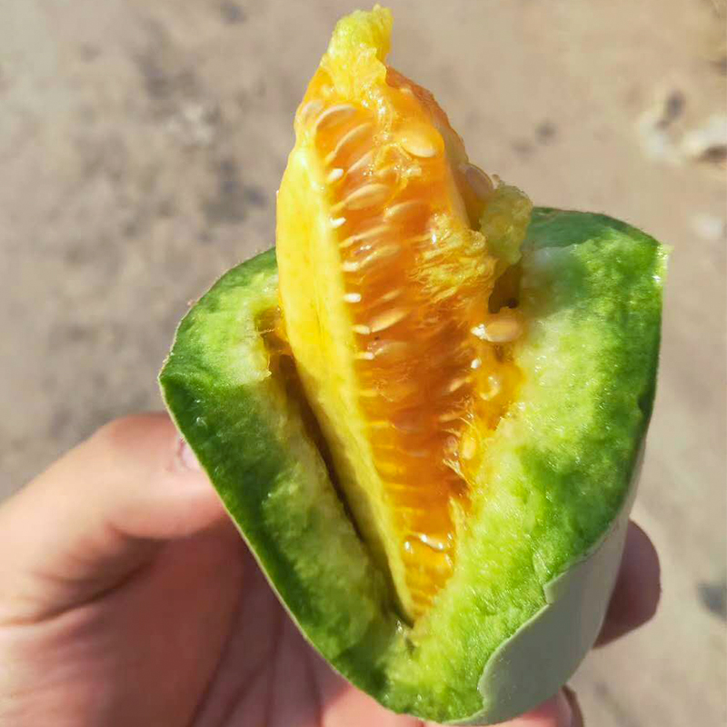 博洋61蜜瓜5斤装 羊角蜜甜瓜新鲜水果产地直发全国大部包邮在类目 水产肉类/新鲜蔬果/熟食, 新鲜水果, 其它中 - 来自Buy2taobao.com提供专业的淘宝代购服务