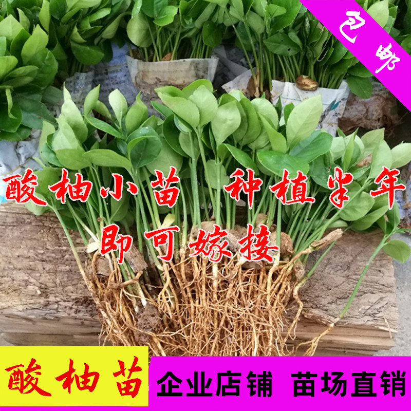 酸柚苗 柚子实生苗 柚子苗 香泡小苗 土柚苗 酸柚种子 酸柚小苗在类目 鲜花速递/花卉仿真/绿植园艺, 花园植物/行道树/果树, 行道树/乔木中 - 来自Buy2taobao.com提供专业的淘宝代购服务