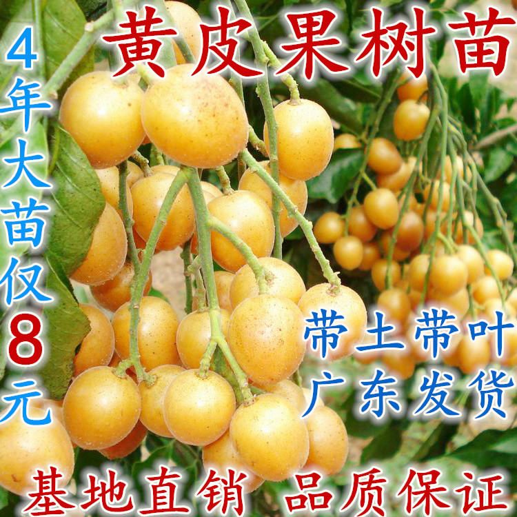 黄皮苗鸡心嫁接无核黄皮苗树南方种植盆栽地栽黄皮果树苗当年结果在类目 鲜花速递/花卉仿真/绿植园艺, 花园植物/行道树/果树, 果树中 - 来自Buy2taobao.com提供专业的淘宝代购服务