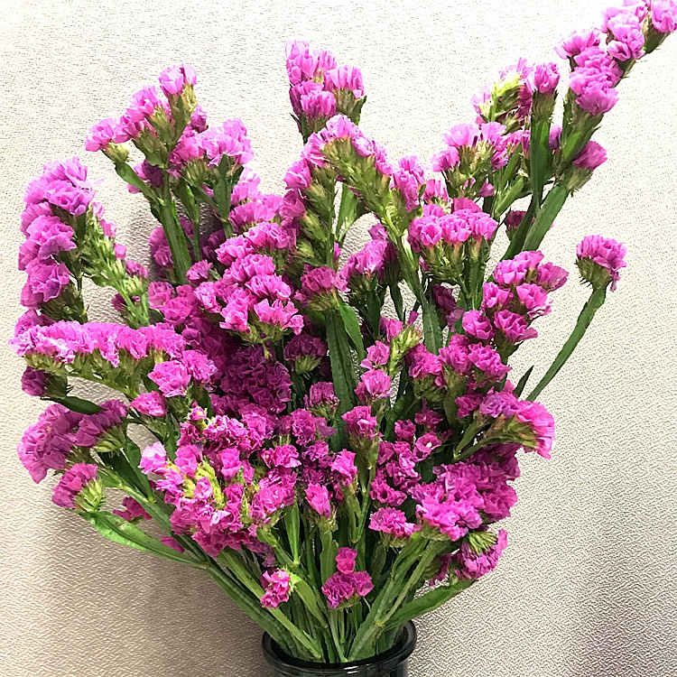 花束随心搭云南鲜花勿忘我100G勿忘我干花花束满天星花瓶花篮在类目 鲜花速递/花卉仿真/绿植园艺, 鲜花速递(同城)中 - 来自Buy2taobao.com提供专业的淘宝代购服务