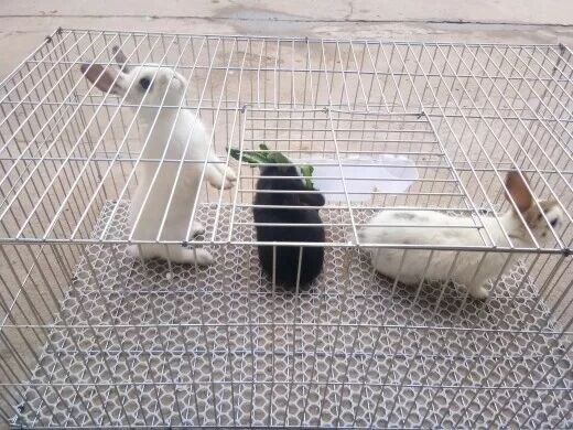 兔笼特大号宠物笼养殖笼荷兰猪宠物兔鹌鹑用具加密加粗镀锌铁丝笼|msdalam kategori Aksesori Digital 3C, pasaran komponen elektronik, komponen elektronik, Komponen lain - dari Buy2taobao.com untuk memberikan perkhidmatan ejen Taobao profesional membeli