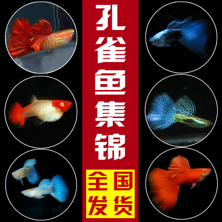 热带鱼孔雀鱼凤尾鱼彩虹鱼观赏鱼活体小型淡水鱼繁殖胎生鱼 包邮.在类目 宠物/宠物食品及用品, 水族世界, 鱼中 - 来自Buy2taobao.com提供专业的淘宝代购服务
