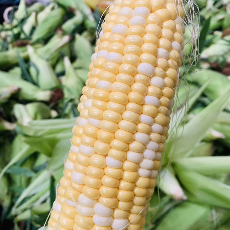 Yunnan Fruit corn 3 fresh Season fruit Corn Cob Vegetables Now pick Now sendin the Aquatic meat/Fresh fruits and vegetables/Cooked , Fresh vegetables/Vegetable products , Fresh vegetables , Fresh corn category - from Buy2taobao.com to provide professional Taobao agent buy service