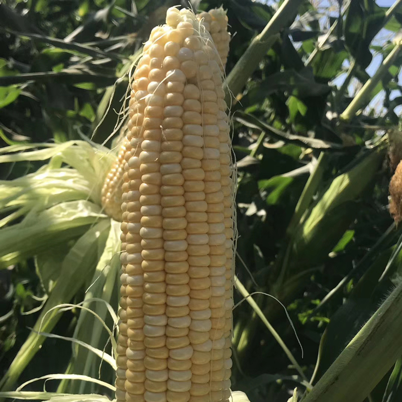 雲南水果玉米5斤新鮮應季水果甜玉米棒生吃脆甜蔬菜現摘現發包郵在類目 水產肉類/新鮮蔬果/熟食, 新鮮蔬菜/蔬菜製品, 新鮮蔬菜, 新鮮玉米中 - 來自Buy2taobao.com提供專業的淘寶代購服務