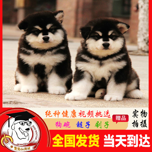 阿拉斯加犬纯种幼犬 武汉赛级阿拉斯加雪橇犬 宠物活体阿拉斯加A3在类目 宠物/宠物食品及用品, 狗狗中 - 来自Buy2taobao.com提供专业的淘宝代购服务