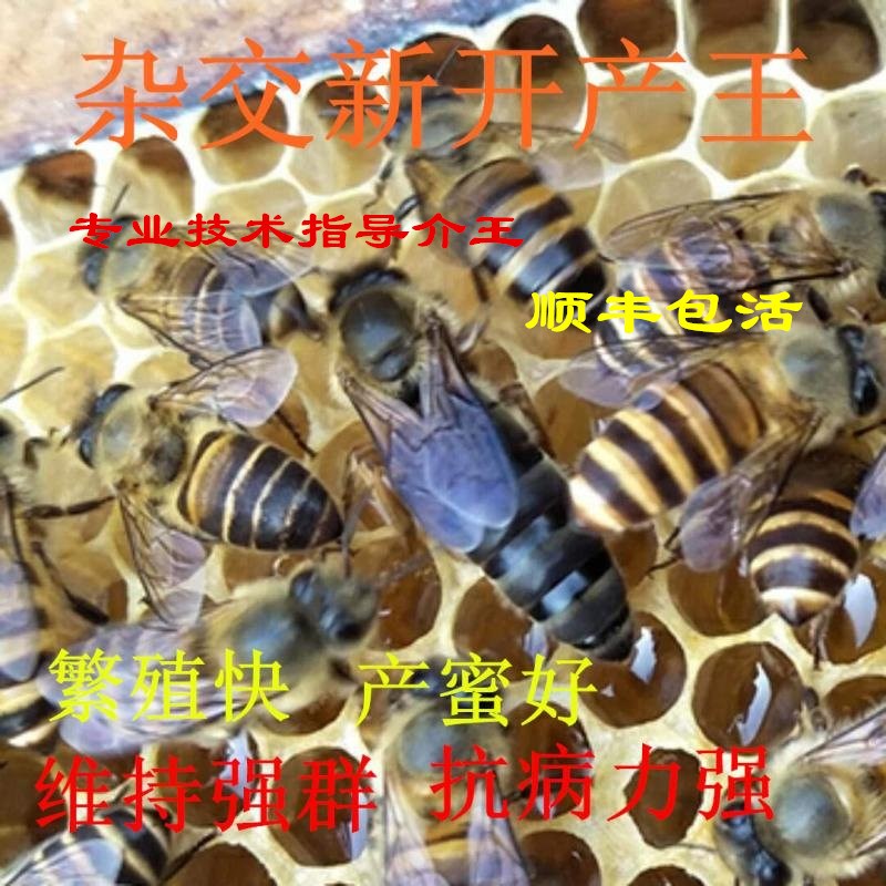 中蜂蜂王种王优质种良种高产蜜蜂蜂王活体产卵王双色杂交处女王|msdalam kategori haiwan peliharaan/makanan haiwan dan bekalan, haiwan kesayangan yang lain, haiwan kesayangan yang lain - dari Buy2taobao.com untuk memberikan perkhidmatan ejen Taobao profesional membeli