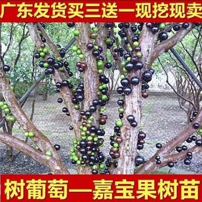 正宗嘉宝果树苗树葡萄苗木奶果苗黑加仑苗台湾四季早生南北方种植