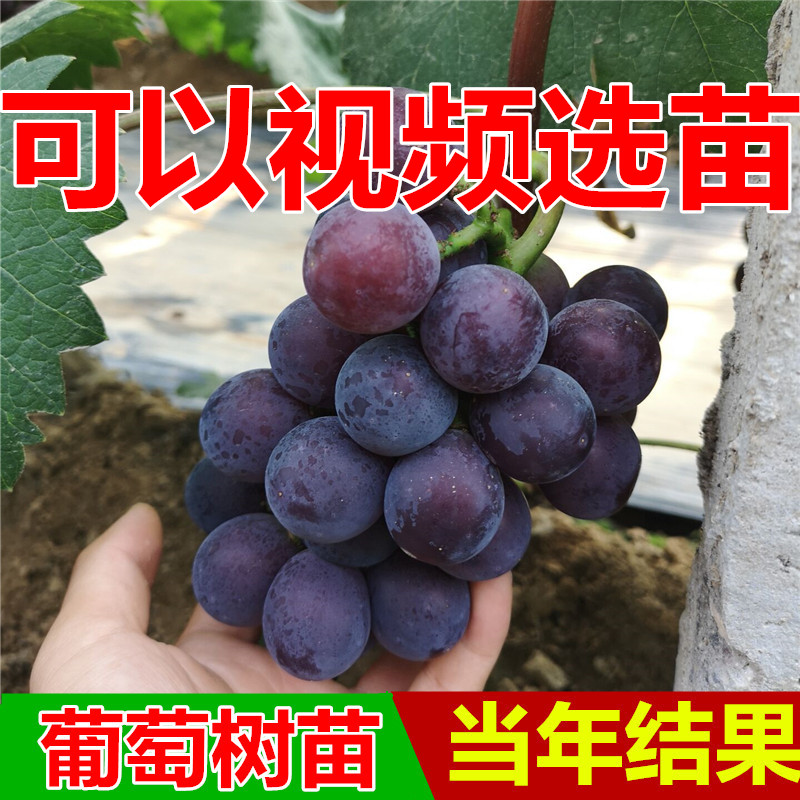 嫁接葡萄苗 紫脆无核葡萄 无核A09葡萄苗 当年结果树苗包邮|msdalam kategori penghantaran bunga/bunga simulasi/tumbuhan berkebun, 花园植物/行道树/果树, 果树 - dari Buy2taobao.com untuk memberikan perkhidmatan ejen Taobao profesional membeli