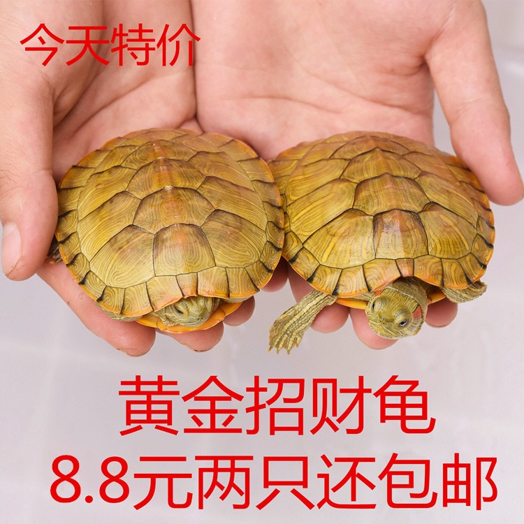 小乌龟活物金钱龟中华草外塘草龟小观赏龟活物宠物龟水龟宠物苗|ruв категории животное/Животное питание и принадлежностей, аквариум мира, черепаха/черепаха - от Buy2taobao.com для оказания профессиональной услуги покупки агента Taobao
