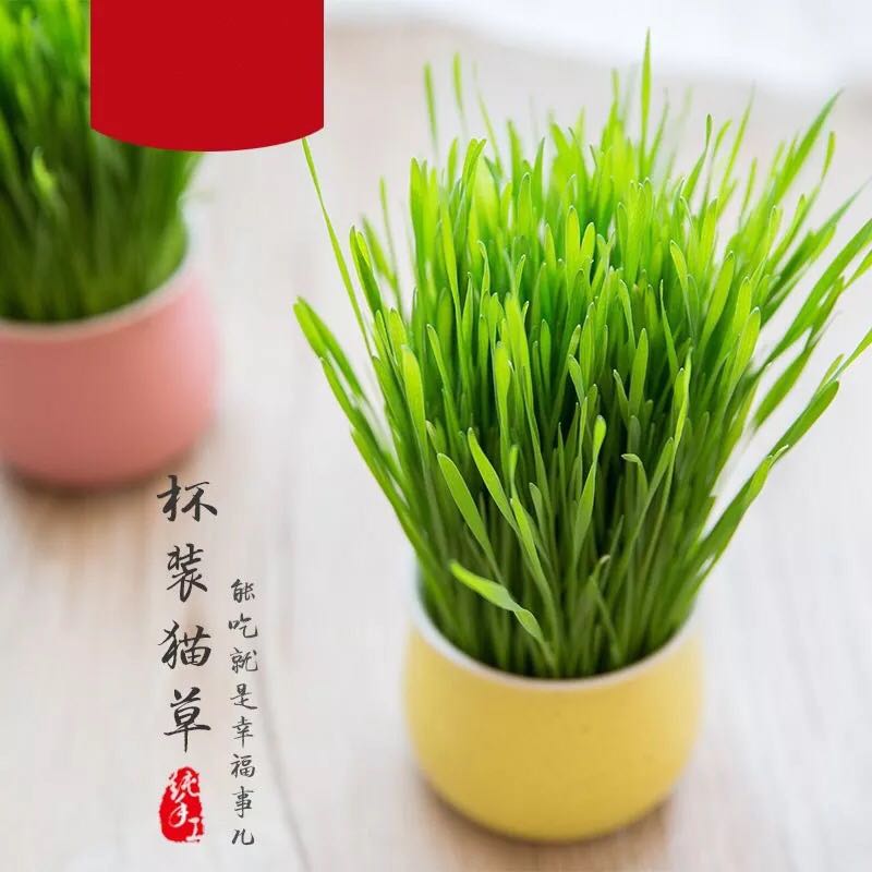 Catnip plant suit Kitty snacks Hairball Catnip natural Barley Catnip seed Kitty Suppliesin the Pet/Pet food and supplies , Cat/Dog Toys , Other Toys category - from Buy2taobao.com to provide professional Taobao agent buy service
