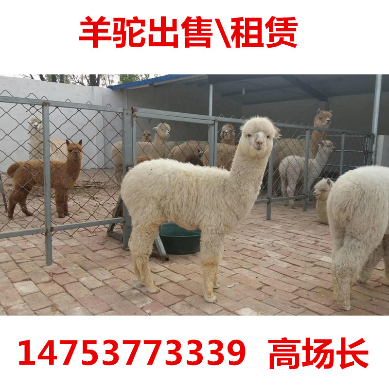 Alpaca Living creatures Cub Africa ostrich living thing Pets Pony Peacock Adult camel Sell leasein the Pet/Pet food and supplies , Other pets , Other pets category - from Buy2taobao.com to provide professional Taobao agent buy service