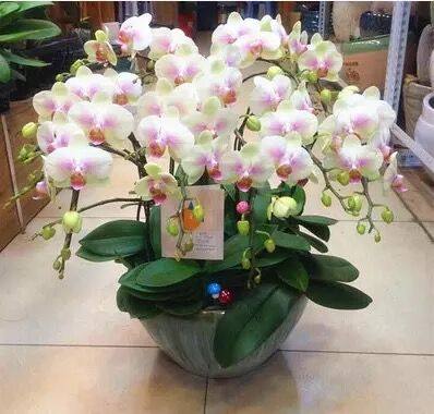 四季蝴蝶兰花苗带花剑花苞室内外桌面阳台盆栽花卉绿植物开花不断在类目 家装主材, 环保/除味/保养, 环保系列, 其它中 - 来自Buy2taobao.com提供专业的淘宝代购服务