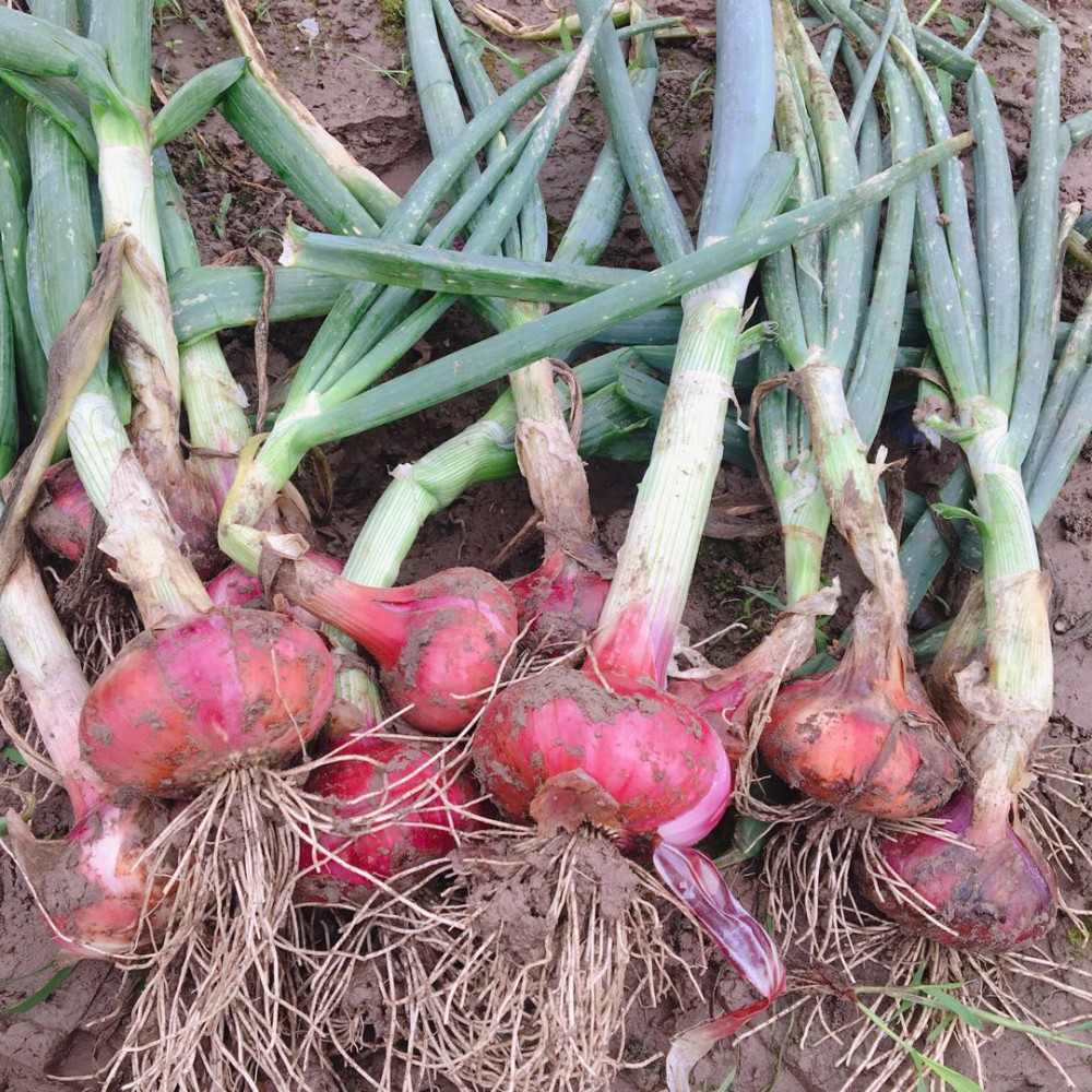湖北农家自种新鲜洋葱本地露天蔬菜红皮紫皮圆葱小洋葱5斤包邮在类目 水产肉类/新鲜蔬果/熟食, 新鲜蔬菜/蔬菜制品, 新鲜蔬菜, 其它中 - 来自Buy2taobao.com提供专业的淘宝代购服务