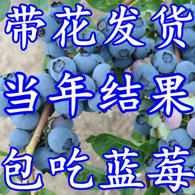 果樹苗盆栽地栽藍莓苗南北方種植藍莓樹苗庭院種子藍莓苗當年結果在類目 鮮花速遞/花卉仿真/綠植園藝, 花園植物/行道樹/果樹, 果樹中 - 來自Buy2taobao.com提供專業的淘寶代購服務