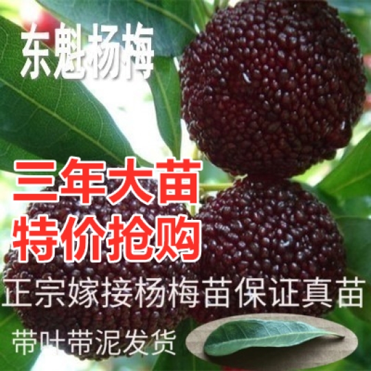 正宗嫁接东魁杨梅树苗南方北方种植果树苗包成活当年结果杨梅苗|msdalam kategori penghantaran bunga/bunga simulasi/tumbuhan berkebun, 花园植物/行道树/果树, 果树 - dari Buy2taobao.com untuk memberikan perkhidmatan ejen Taobao profesional membeli