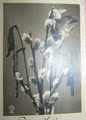 外国邮品：1937年美国黑白老照片实寄明信片