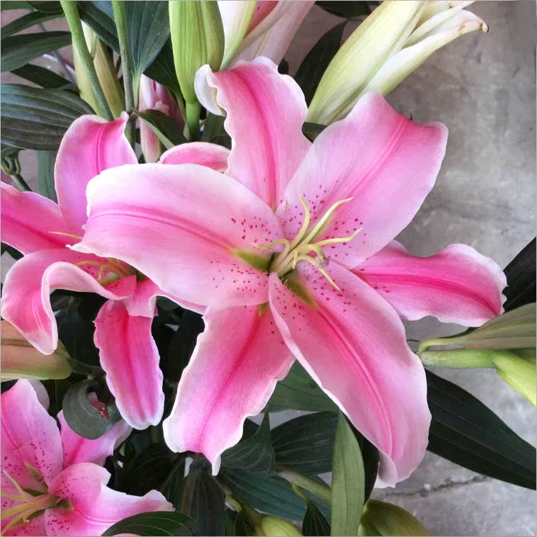 云南鲜花花束昆明直批香水百合花基地直发速递同城家用水养花|ruв категории доставка цветов/цветок моделирования/растения садоводства, доставка цветов (город) - от Buy2taobao.com для оказания профессиональной услуги покупки агента Taobao
