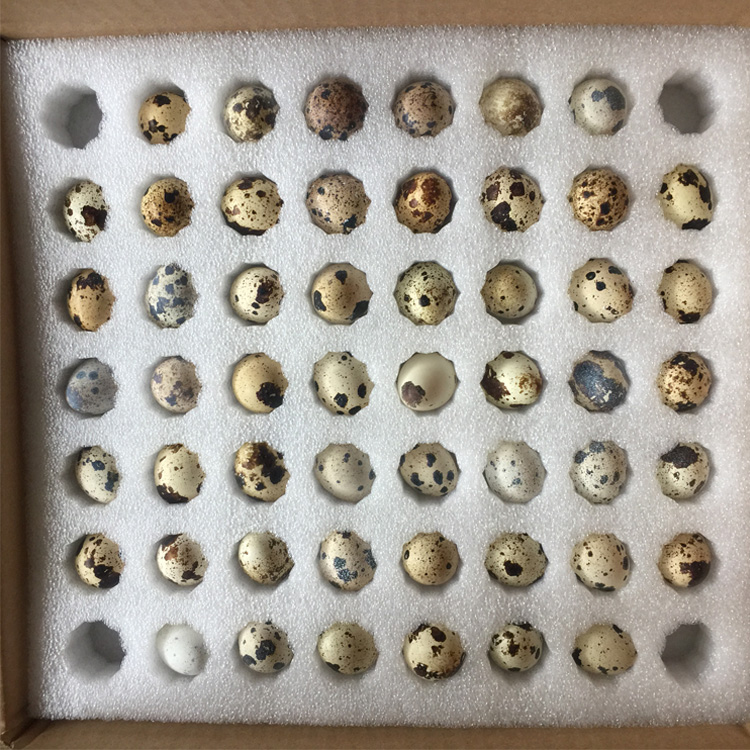Gerun Farm Quail eggs be fertilized Seed egg Hatch Eggs giant living thingin the Pet/Pet food and supplies , Birds and supplies , Bird  category - from Buy2taobao.com to provide professional Taobao agent buy service