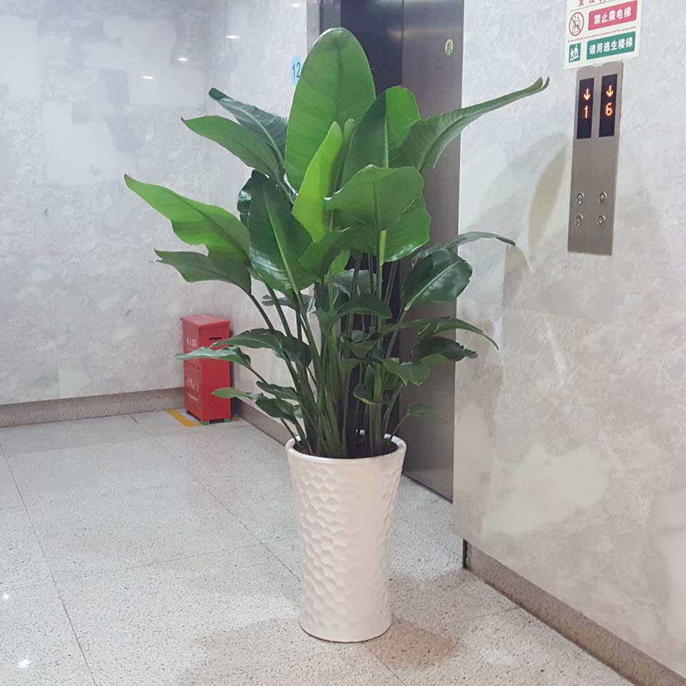 Bird of Paradise Strelitzia Potted plant bonsai Office Botany large Botany Clean air bonsai Home Furnishing Green plantin the Flower delivery/Flowers simulation/Plants gardening , Flowers/Potted plants (New) , Flowers category - from Buy2taobao.com to provide professional Taobao agent buy service