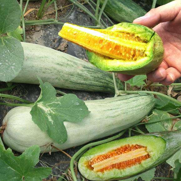 山東羊角蜜脆瓜生鮮水果甜瓜産地直發2019博洋61號5斤6到7個在類目 水產肉類/新鮮蔬果/熟食, 新鮮水果, 哈密瓜中 - 來自Buy2taobao.com提供專業的淘寶代購服務