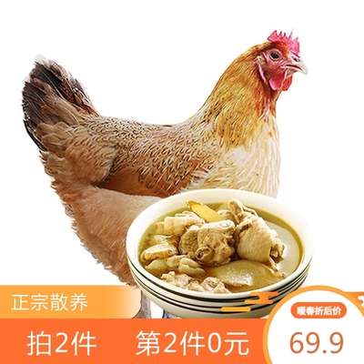 农家土鸡现杀新鲜农家散养山林鸡母鸡黄油走草地笨柴月子鸡肉正宗