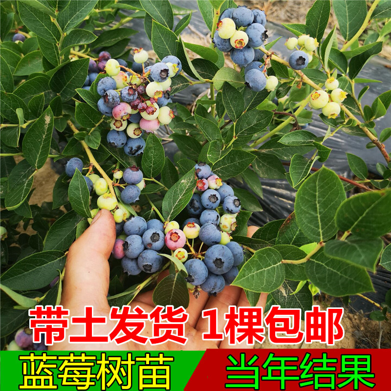 Four seasons Blueberry Sapling North and South plant Potted plant courtyard Then Result Bud Emerald Blueberry seedlingsin the Flower delivery/Flowers simulation/Plants gardening , Garden Plants/Trees/Fruit tree, Fruit tree category - from Buy2taobao.com to provide professional Taobao agent buy service