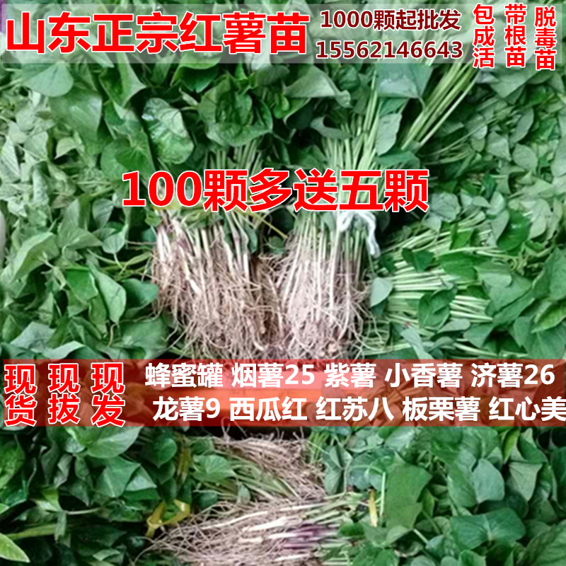 紅薯苗榮成蜂蜜罐地瓜苗煙薯25紫薯板栗薯白心薯濟薯食葉種子包郵在類目 零食/堅果/特產, 蜜餞/棗類/梅/果乾, 薯類製品中 - 來自Buy2taobao.com提供專業的淘寶代購服務