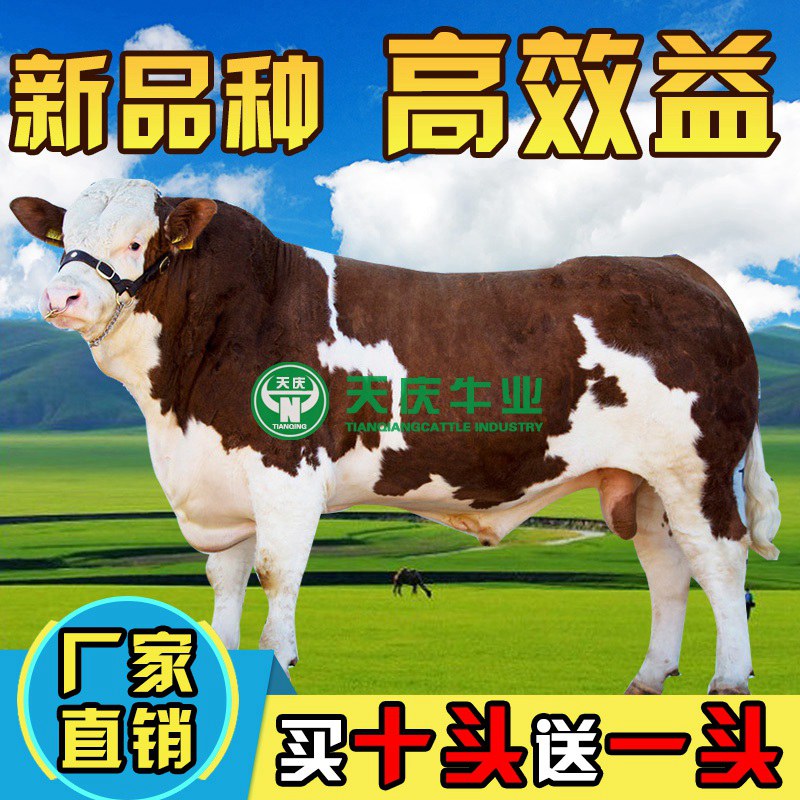 鲁西黄牛活体小母幼牛云南活体3-6个月肉牛犊子牛仔西门塔尔种牛|ruв категории животное/Животное питание и принадлежностей, других домашних животных, других домашних животных - от Buy2taobao.com для оказания профессиональной услуги покупки агента Taobao