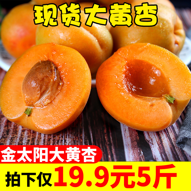 现摘金太阳杏子新鲜 水果大黄杏批发包邮5斤当季时令应季水果杏子在类目 水产肉类/新鲜蔬果/熟食, 新鲜水果, 其它中 - 来自Buy2taobao.com提供专业的淘宝代购服务