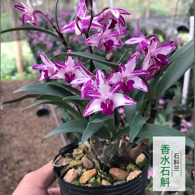 兰花 香水石斛  澳洲石斛绿植室内盆栽好养花卉阳台