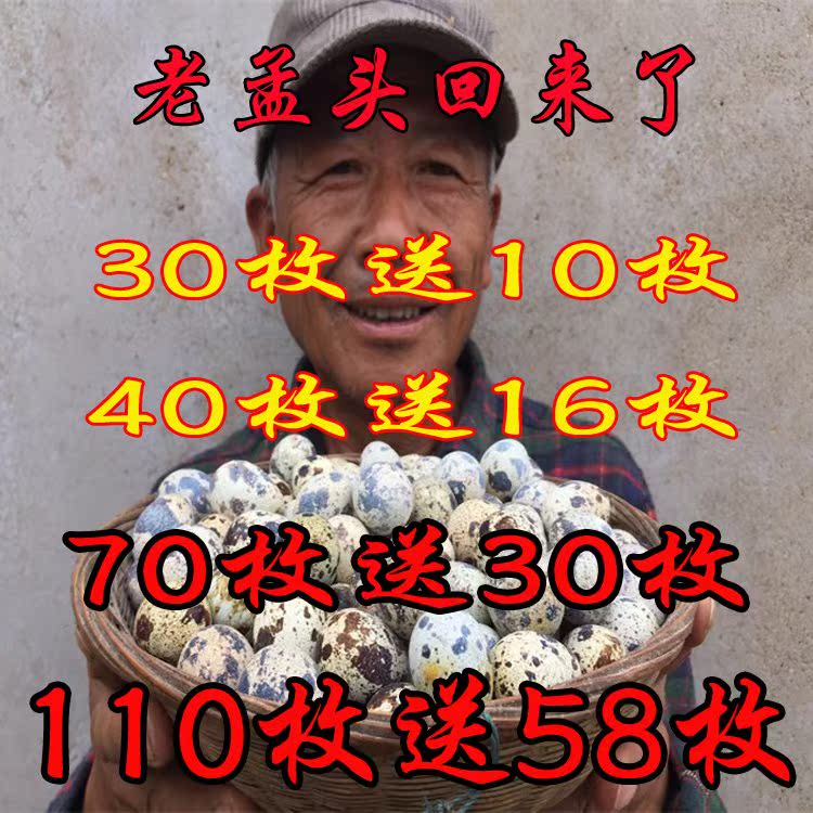 新手鹌鹑种蛋孵化蛋 可受精用包邮|msdalam kategori haiwan peliharaan/makanan haiwan dan bekalan, Burung dan bekalan, burung - dari Buy2taobao.com untuk memberikan perkhidmatan ejen Taobao profesional membeli