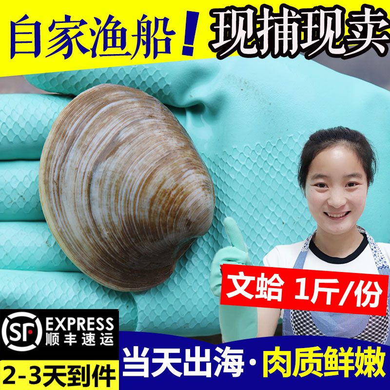 海鲜水产鲜活 美贝 文蛤野生贝类海蛤蜊新鲜黄蛤蜊大花甲蛤蜊1斤|ruв категории водной мясо/свежие фрукты и овощи/еда, морепродукты/водные продукты/изделия, моллюски, моллюсков изделия - от Buy2taobao.com для оказания профессиональной услуги покупки агента Taobao