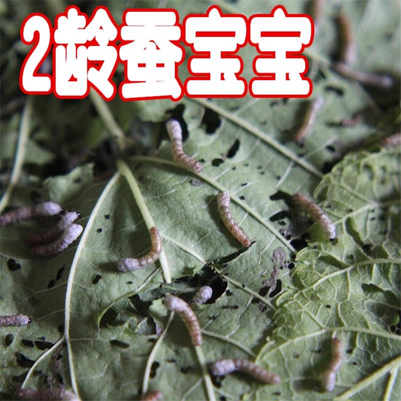 蚕宝宝1-5龄活蚕大蚕活蚕彩色蚕白色桑蚕七彩蚕活变色饲料彩在类目 宠物/宠物食品及用品, 爬虫/鸣虫及其用品, 蚕宝宝中 - 来自Buy2taobao.com提供专业的淘宝代购服务