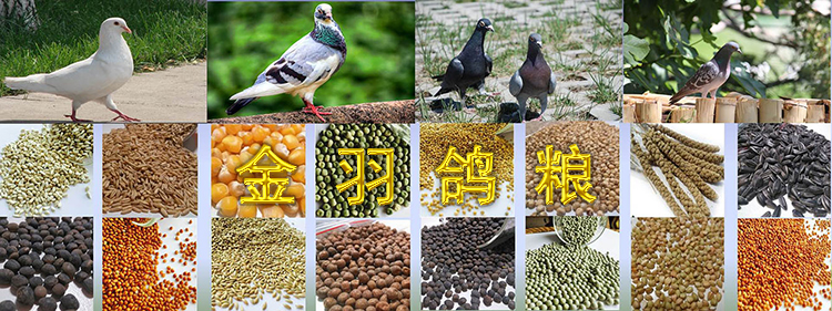 鸽粮 补邮费 补运费 补差价 金羽鸽粮|msdalam kategori haiwan peliharaan/makanan haiwan dan bekalan, Burung dan bekalan, makanan burung - dari Buy2taobao.com untuk memberikan perkhidmatan ejen Taobao profesional membeli