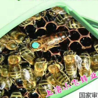Number one Wang Yi Spawning Wang Xinkai honeybee living thing High yieldin the Pet/Pet food and supplies , Other pets , Other pets category - from Buy2taobao.com to provide professional Taobao agent buy service