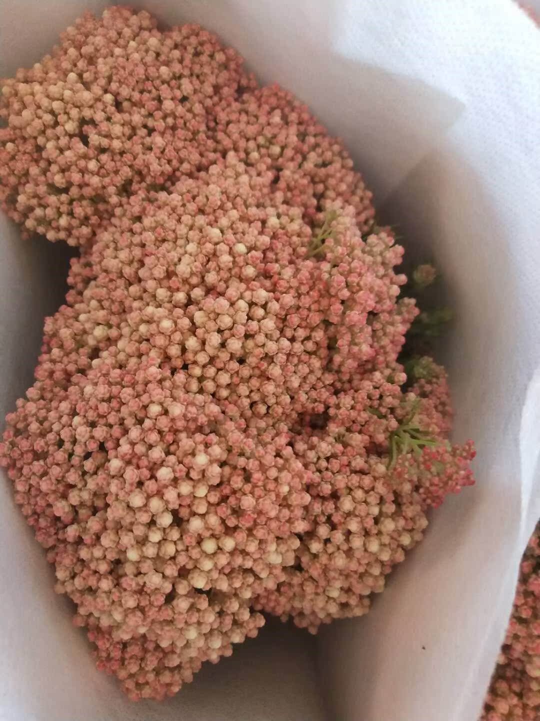 小米花昆明斗南花市发货在类目 鲜花速递/花卉仿真/绿植园艺, 鲜花速递(同城)中 - 来自Buy2taobao.com提供专业的淘宝代购服务