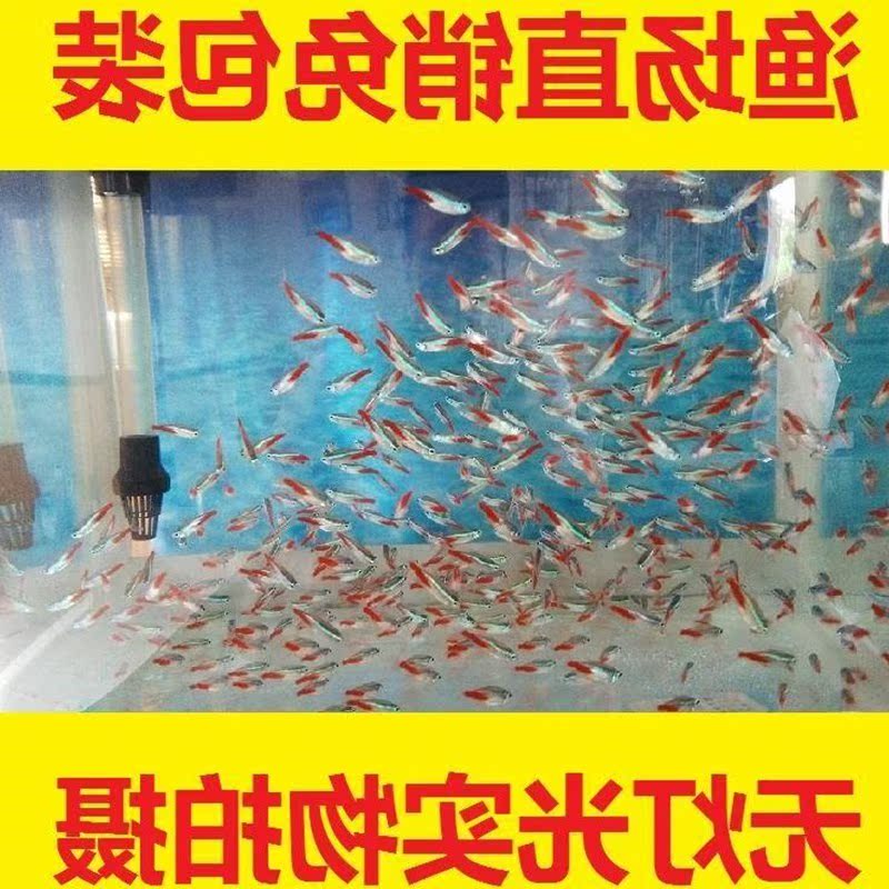 聚金观赏鱼迷你热带鱼活体小型易耐养淡水宠物红绿灯红斑马|ruв категории животное/Животное питание и принадлежностей, аквариум мира, рыба - от Buy2taobao.com для оказания профессиональной услуги покупки агента Taobao