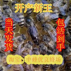 中蜂王蜜蜂种处女王蜂王高产王活体阿坝王双色王产卵王新开产王|ruв категории животное/Животное питание и принадлежностей, других домашних животных, других домашних животных - от Buy2taobao.com для оказания профессиональной услуги покупки агента Taobao